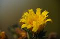 Automne 1-1250f10_800iso_104mmmacro1_1